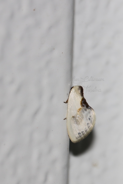 Cilix glaucata - törpe sarlósszövő