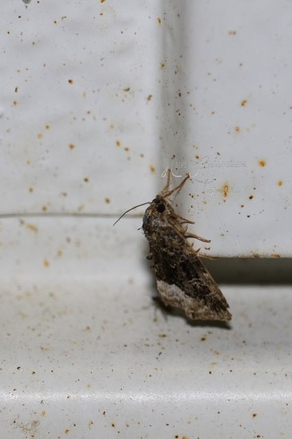 Hypsopygia costalis - szénailonca