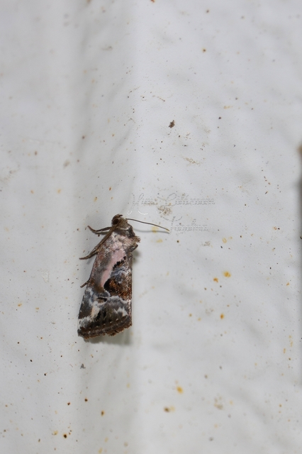 Hapalotis venustula - rózsaszínű mázasbagoly