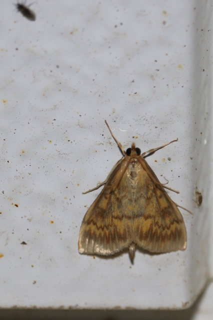 Ostrinia nubilalis - kukoricamoly