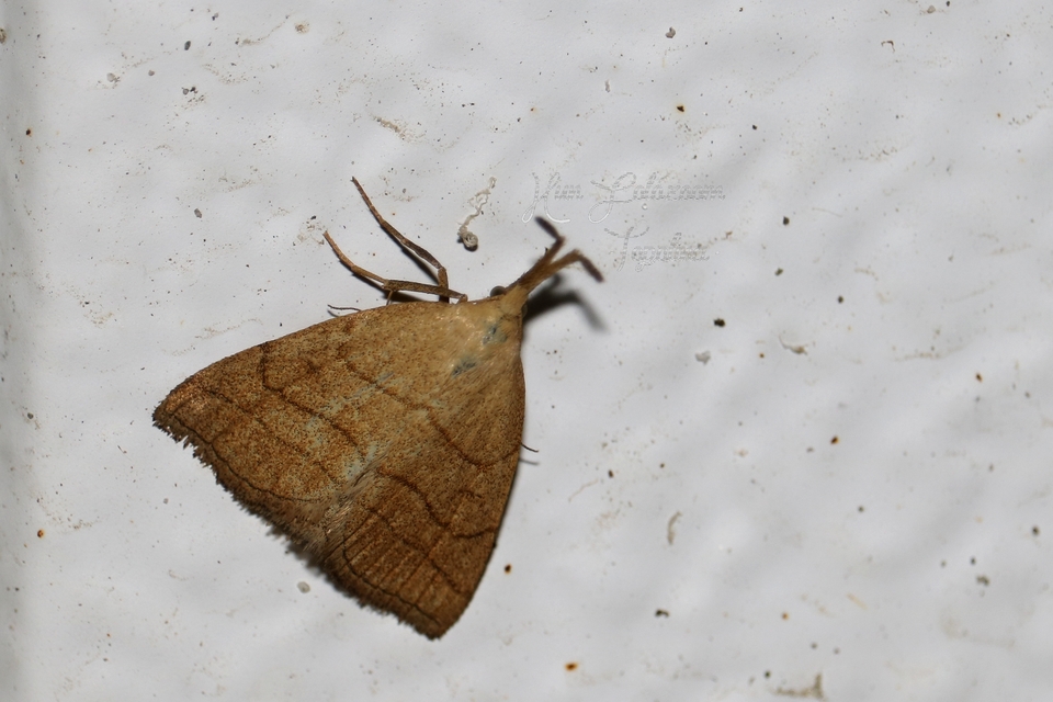 Polypogon tentacularia - sötétaljú karcsúbagoly