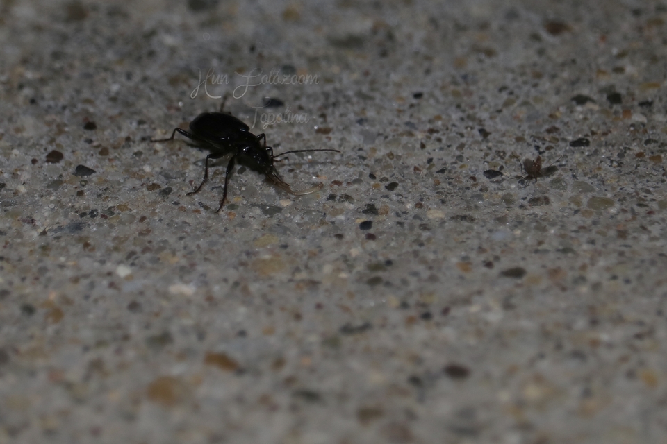 Agonum monachum - sziki kisfutó Agonum monachum - sziki kisfutó