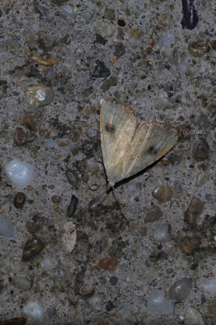 Rivula sericealis - selymes lórombagoly
