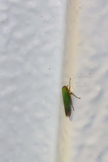 Cicadella viridis - méregzöld kabóca