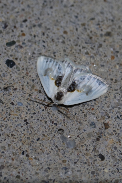Cilix glaucata - törpe sarlósszövő