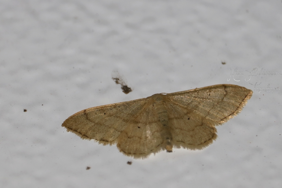 Idaea deversaria - egyszínű sávosaraszoló