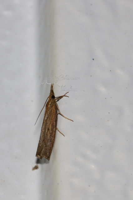 Pediasia contaminella - mocskos fűgyökérmoly