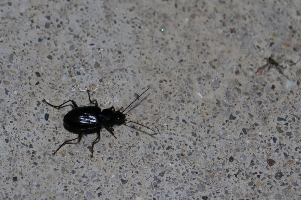 Agonum monachum - sziki kisfutó Agonum monachum - sziki kisfutó
