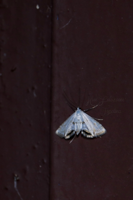 Cataclysta lemnata - békalencsemoly