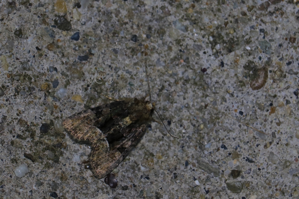 Oligia strigilis/latruncula/versicolor
