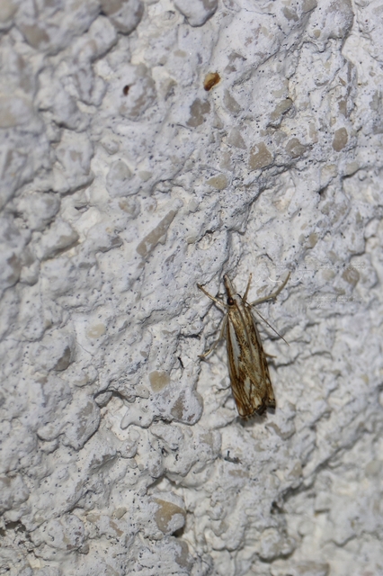 Catoptria falsella - hálós fűgyökérmoly