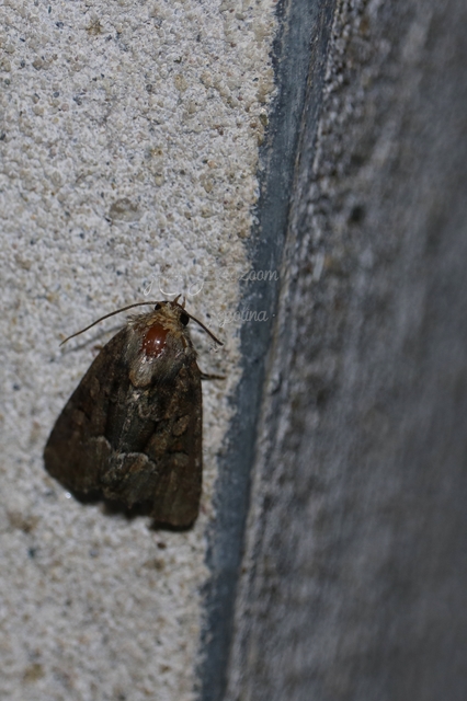 Oligia strigilis/latruncula/versicolor