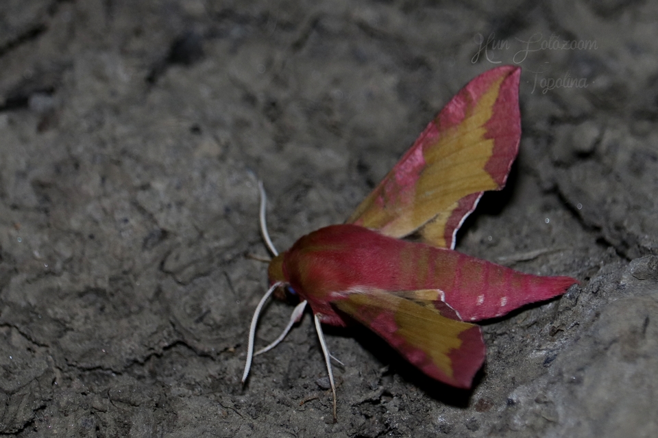 Deilephila porcellus - piros szender