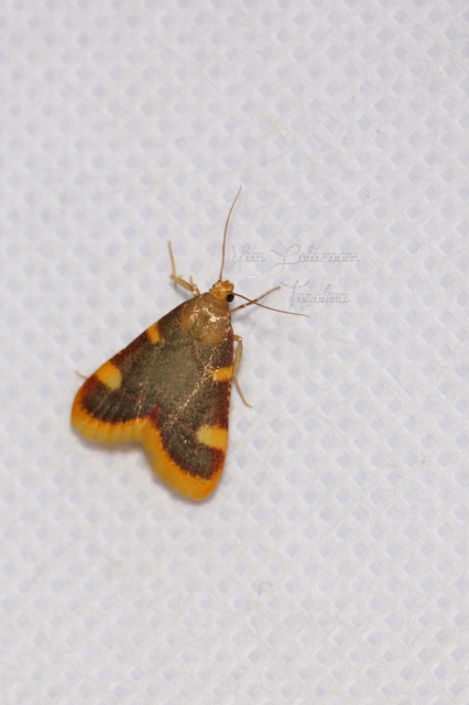 Hypsopygia costalis - szénailonca