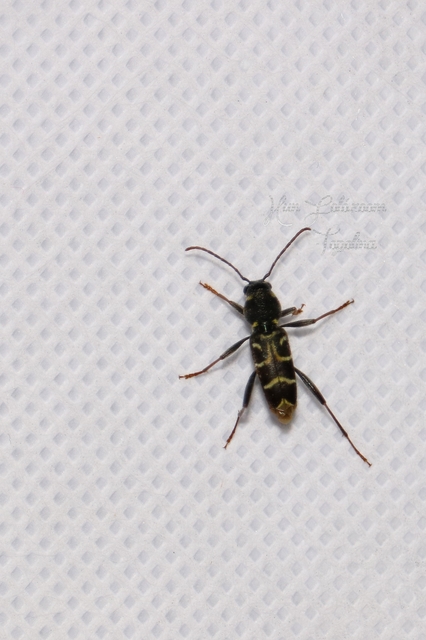 Xylotrechus antilope - fürge darázscincér