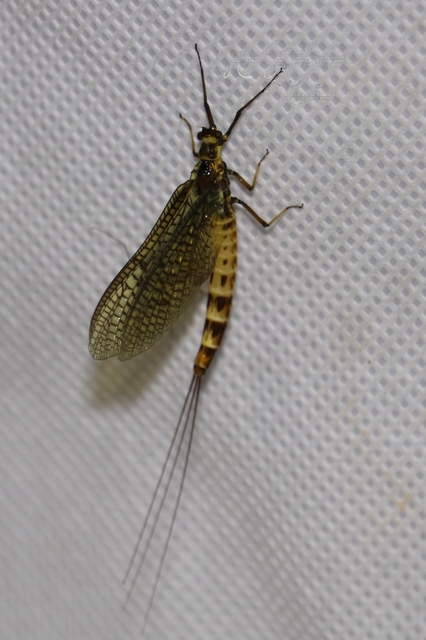 Ephemeroptera - Kérészek
