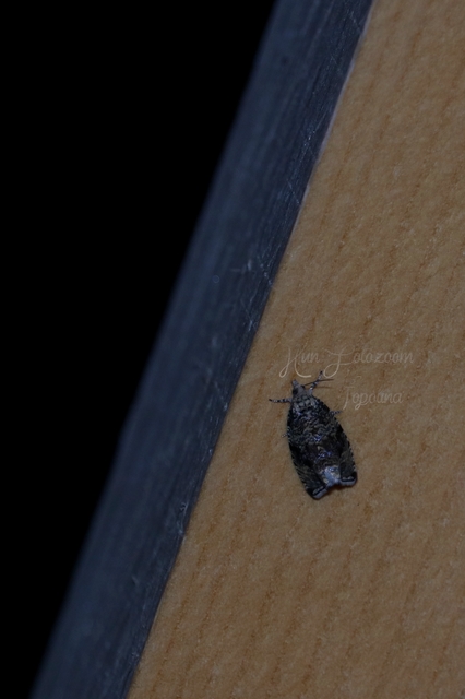 Celypha lacunana - vízparti tükrösmoly