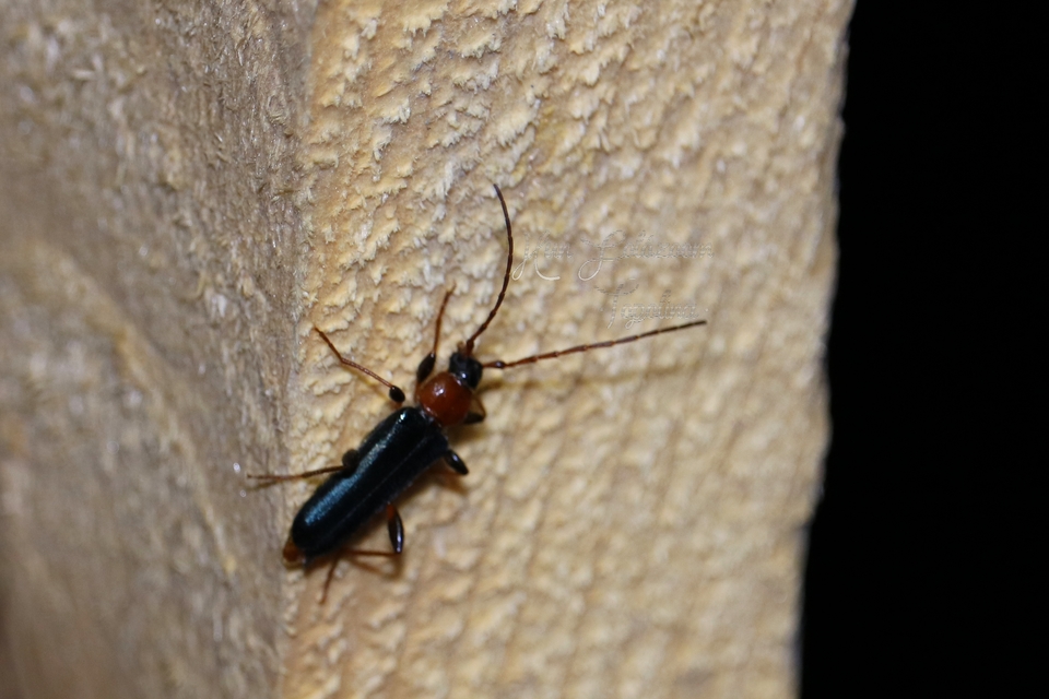 Phymatodes testaceus - változékony korongcincér