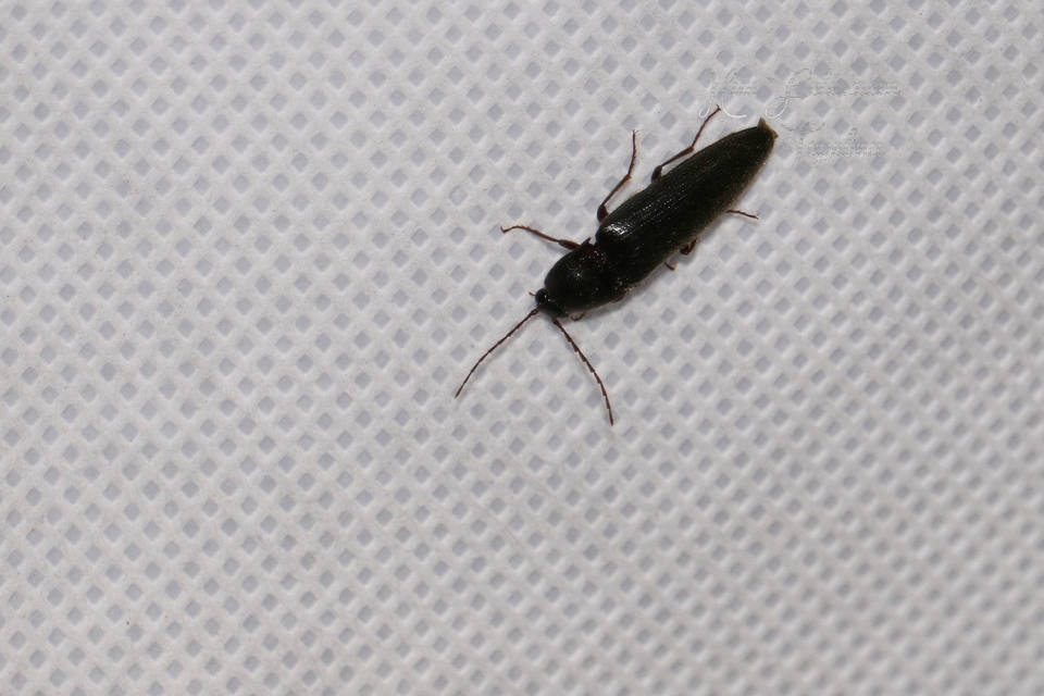Melanotus crassicollis - vállas gyászpattanó