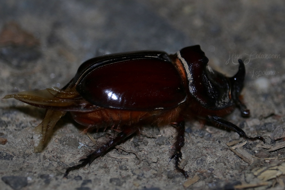 Oryctes nasicornis - orrszarvú bogár