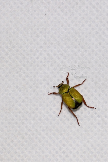 Hoplia dilutipes