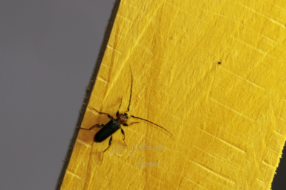 Phymatodes testaceus - változékony korongcincér Phymatodes testaceus - változékony korongcincér