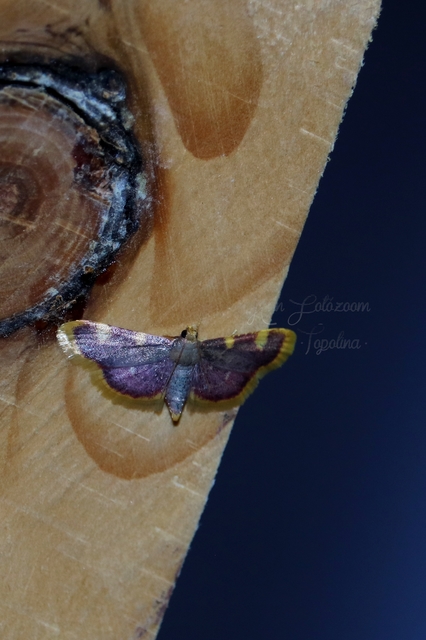 Hypsopygia costalis - szénailonca