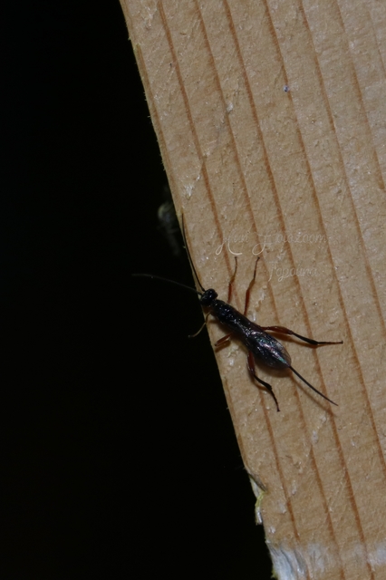 Braconidae - gyilkosfürkészek