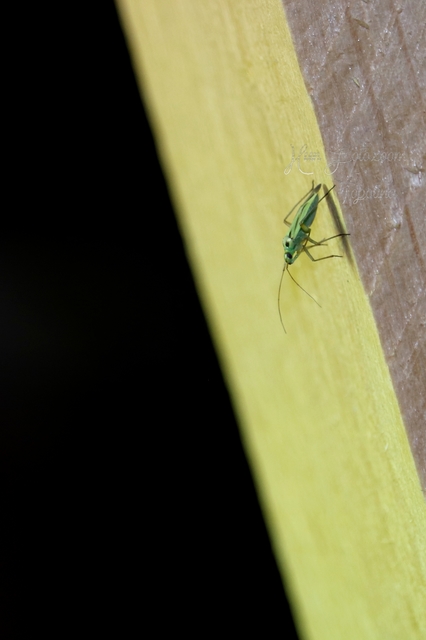 Stenotus binotatus - kétfoltos mezeipoloska