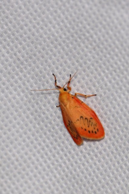 Miltochrista miniata - piros medvelepke