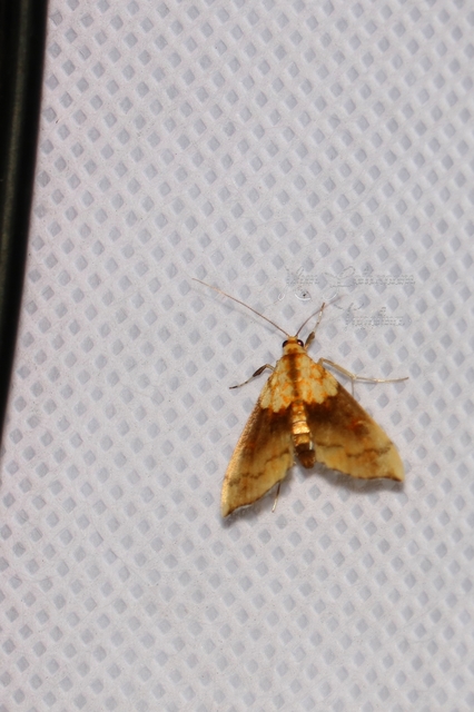 Agrotera nemoralis - ligeti tűzmoly