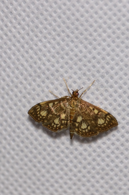 Anania stachydalis - mocsári dudvamoly