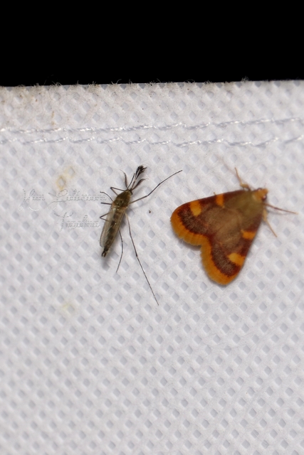 Culicidae - csípőszúnyogok