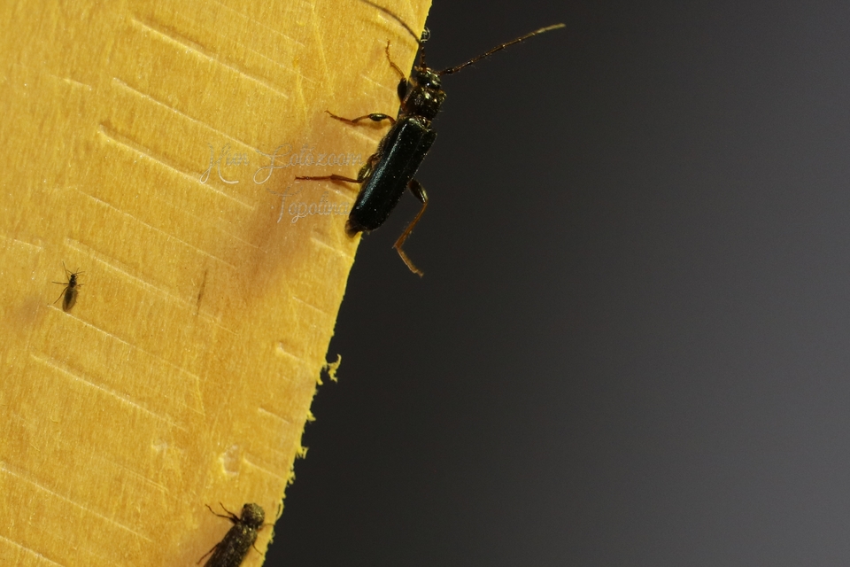 Phymatodes rufipes - kék háncscincér Phymatodes rufipes - kék háncscincér