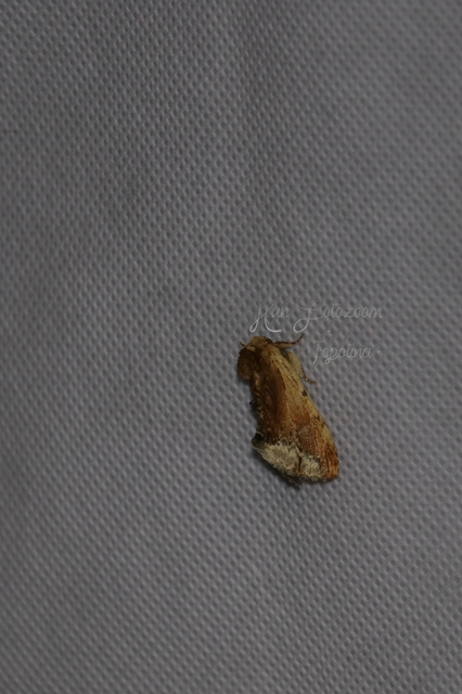 Ptilodon cucullina - csuklyás púposszövő