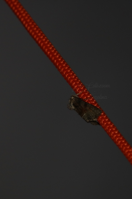 Oligia strigilis/latruncula/versicolor