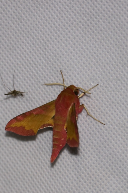 Deilephila porcellus - piros szender