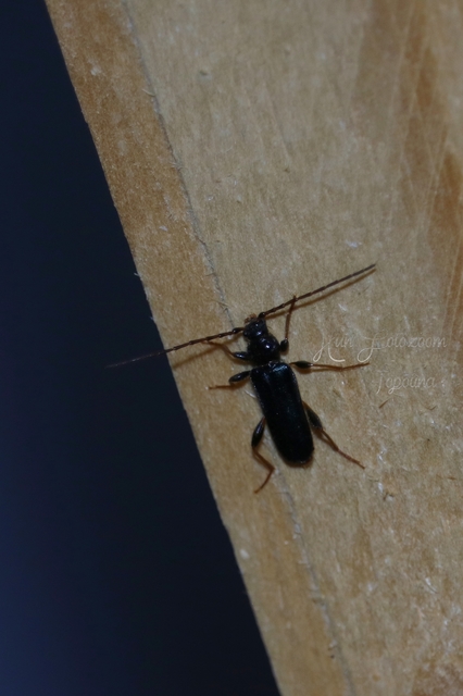 Phymatodes testaceus - változékony korongcincér Phymatodes testaceus - változékony korongcincér