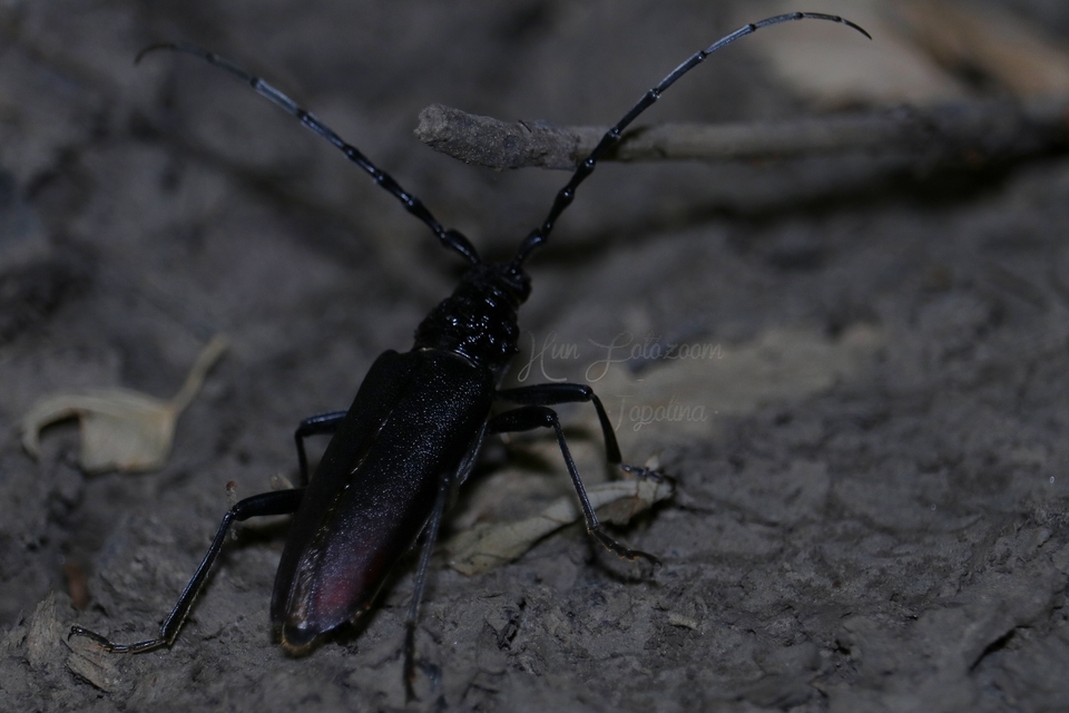 Cerambyx cerdo - nagy hőscincér
