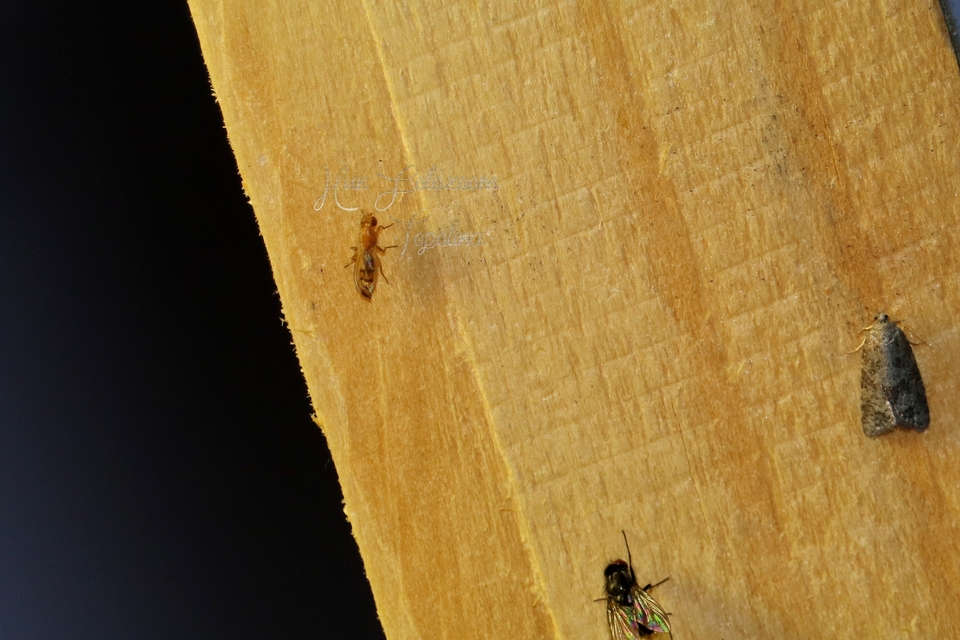 Opomyza florum