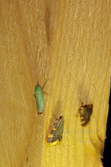 Hypsopygia costalis - szénailonca