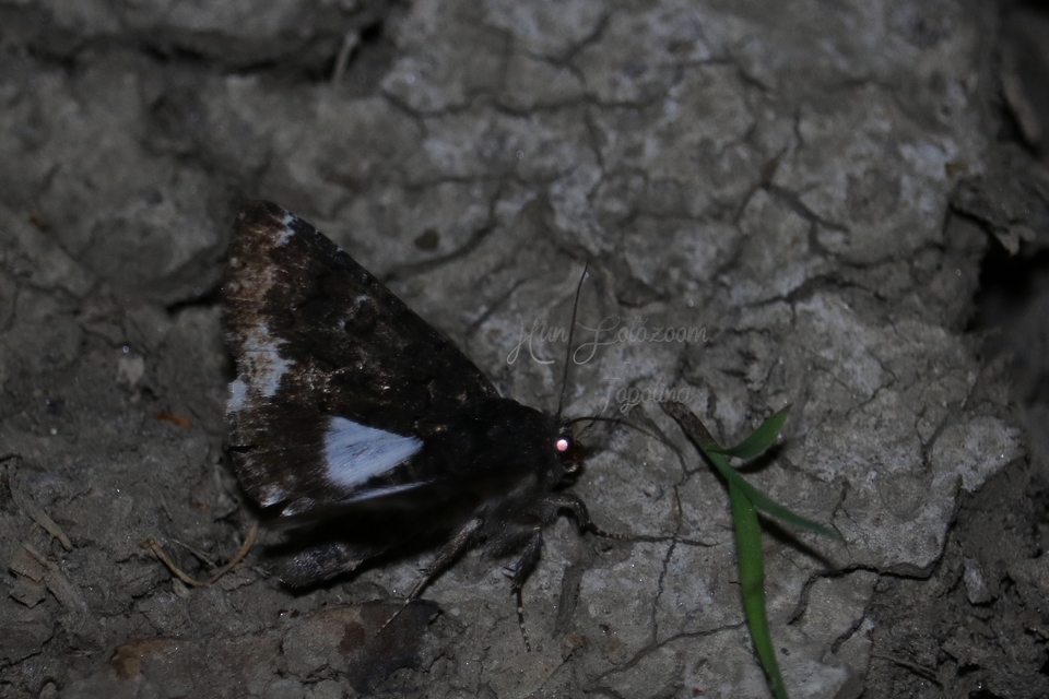 Catephia alchymista - fekete övesbagoly