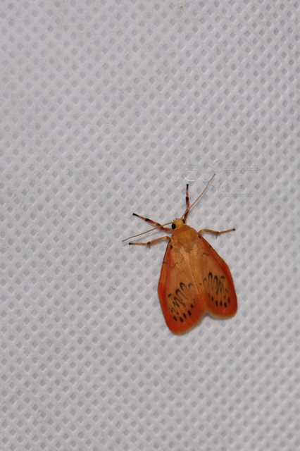 Miltochrista miniata - piros medvelepke
