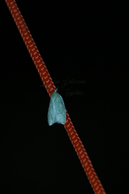 Tortrix viridana - tölgyilonca
