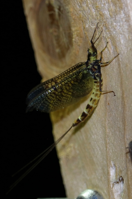 Ephemeroptera - Kérészek