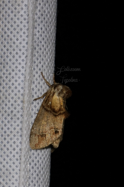Drymonia velitaris - hegyi púposszövő
