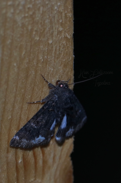 Catephia alchymista - fekete övesbagoly
