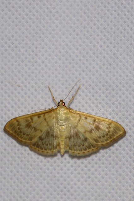 Patania ruralis - csalánevő tűzmoly