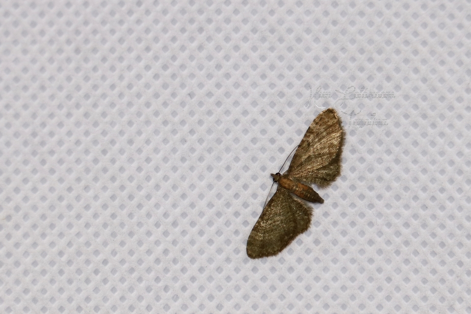 Eupithecia haworthiata - rozsdástestű törpearaszoló