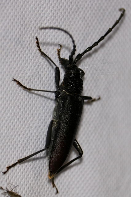 Cerambyx cerdo - nagy hőscincér
